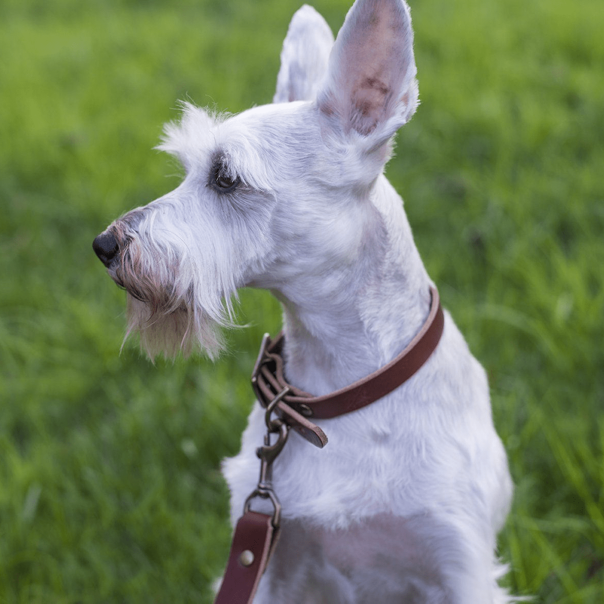 CHARLIE LEATHER DOG COLLAR