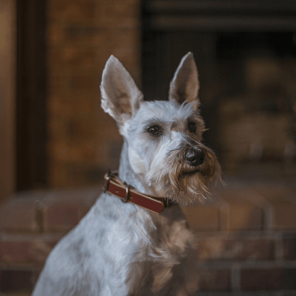 CHARLIE LEATHER DOG COLLAR