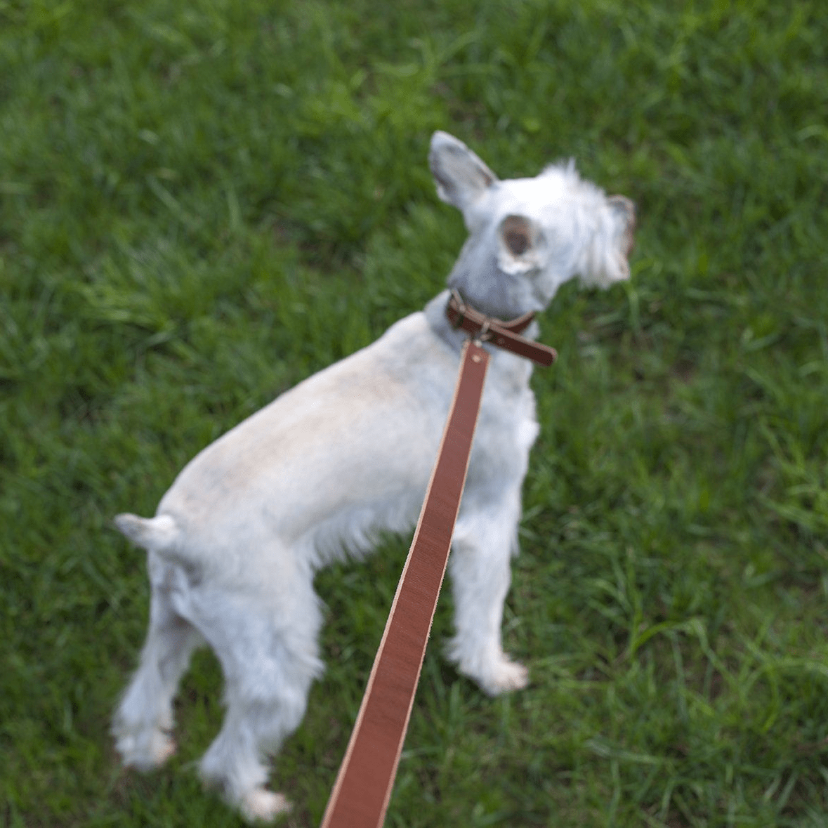 CHARLIE LEATHER DOG LEASH